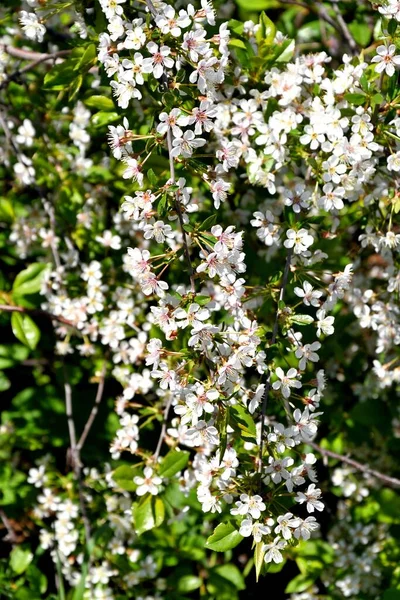 春の日に白い桜が咲く — ストック写真