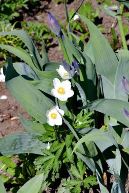 Orman şakayığının beyaz çiçekleri veya Anemone (Latince. Anemone) Bir bahar gününde 