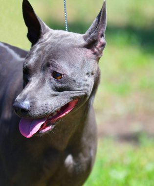 Köpek cinsi Tayland bayırı ya da yazın Mah Thai. 