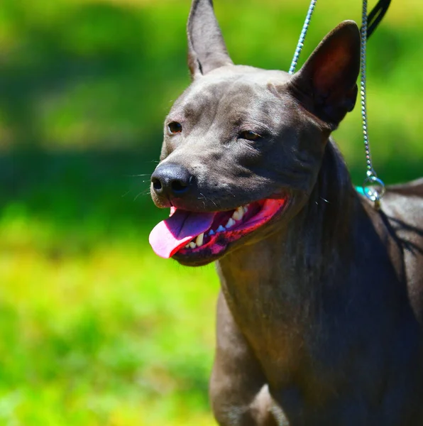 Honden Ras Thai Ridgeback Mah Thai Zomer — Stockfoto