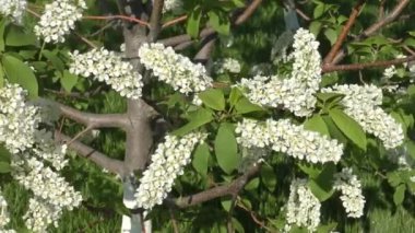 Beyaz kuş kiraz çiçekleri (Latince. Prunus padus) Bir bahar sabahı 