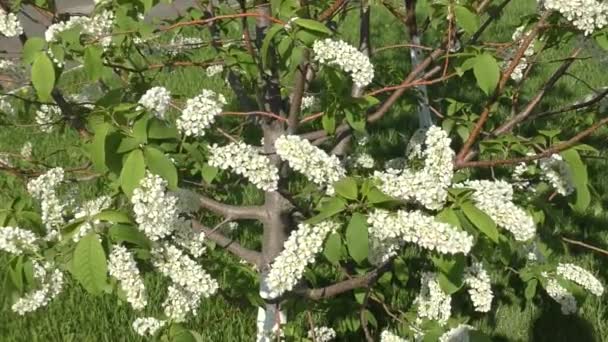 Białe Kwiaty Wiśni Ptasiej Łacina Prunus Padus Wiosenny Poranek — Wideo stockowe