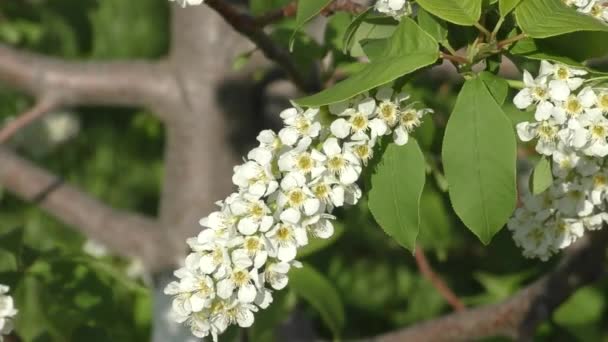 Beyaz Kuş Kiraz Çiçekleri Latince Prunus Padus Bir Bahar Sabahı — Stok video