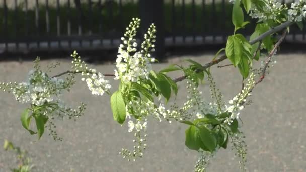 Witte Vogelkers Bloesems Latijn Prunus Padus Een Lenteochtend — Stockvideo