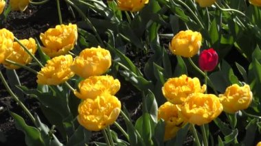 Terry sarı laleler. Tulipa) Bir bahar sabahı 