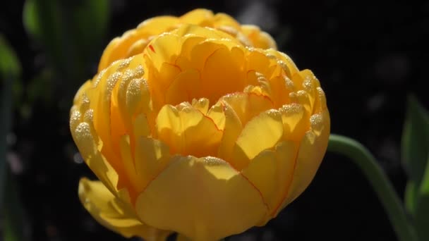 Terry Sárga Tulipán Lat Tulipa Egy Tavaszi Reggelen — Stock videók