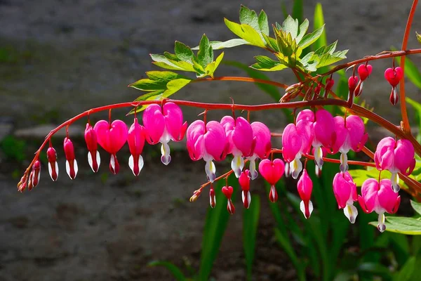 The flower of the Dicenter is magnificent or the flower of the Broken Heart (Lat. Lamprocapnos spectabilis, formerly Dicentra spectabilis) on a spring morning
