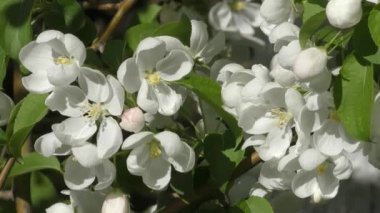 Bir bahar günü beyaz elma ağacı çiçekleri 