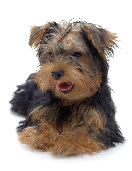 Porträtt av om valp yorkshire terrier — Stockfoto