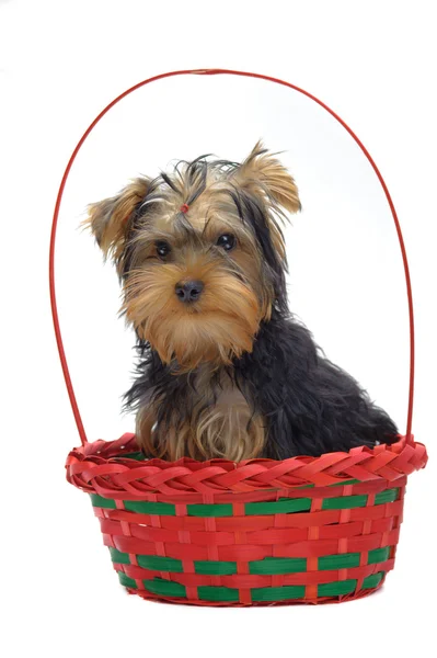 Sepet içinde yorkshire Terrier köpek yavrusu oturma portre — Stok fotoğraf