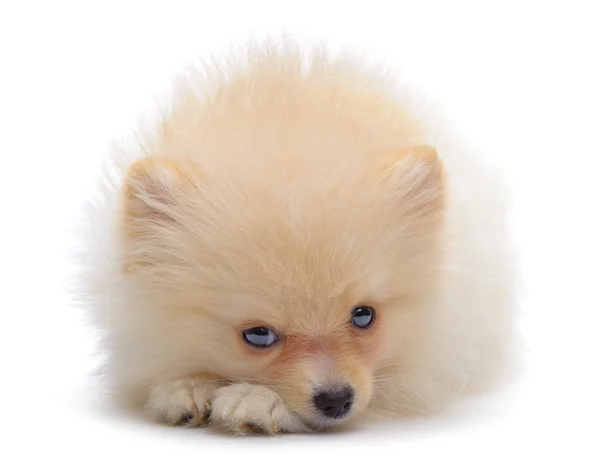 Portrait of laying puppy of pomeranian spitz — Stock Photo, Image