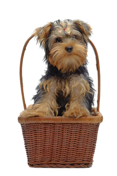 Retrato de pé em cesta cachorrinho de yorkshire terrier Fotos De Bancos De Imagens