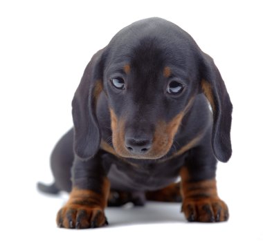 dachshund köpek portresi