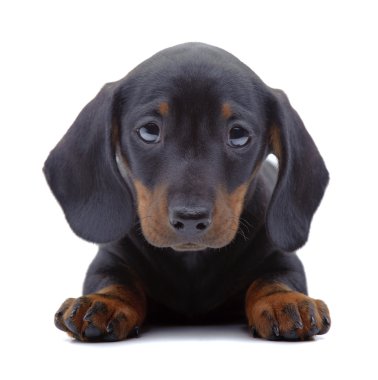 dachshund köpek portresi