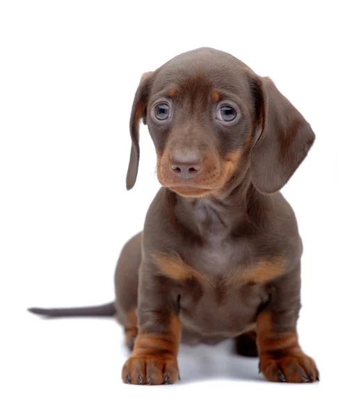 Portrait des Welpen vom Dackel — Stockfoto