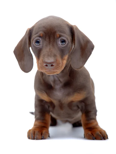 Portrait de chiot de Dachshund — Photo