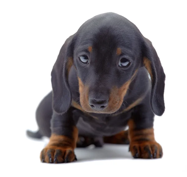 Retrato de cachorro de Dachshund — Fotografia de Stock