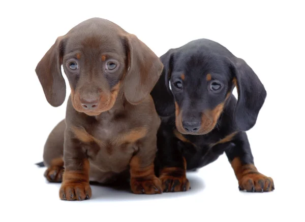 Portrait of two puppies of Dachshund — Stock Photo, Image
