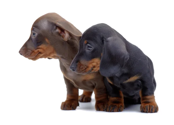 Retrato de dois filhotes de Dachshund — Fotografia de Stock