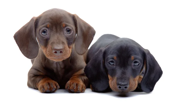 Retrato de dos cachorros de Dachshund —  Fotos de Stock