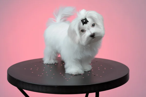 Maltesse cachorro de pie sobre mesa de acero —  Fotos de Stock