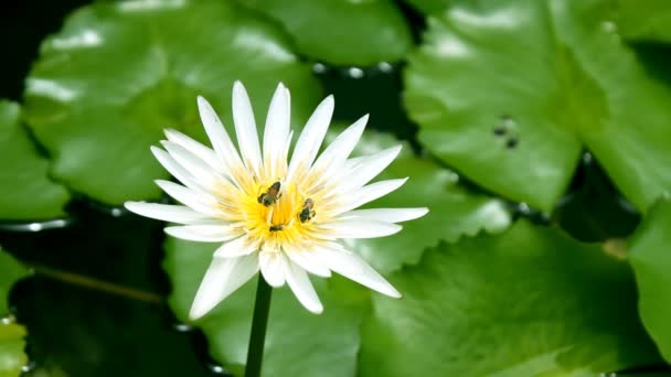Bílý lotos a včela
