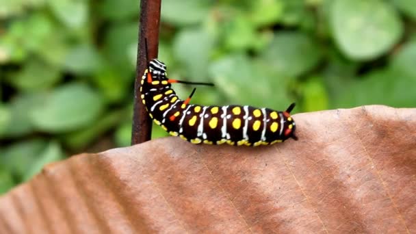 Caterpillar in movimento su foglia rampicante — Video Stock