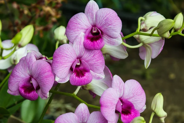 Mor orkide