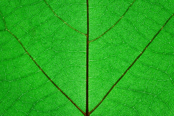 Hoja verde — Foto de Stock