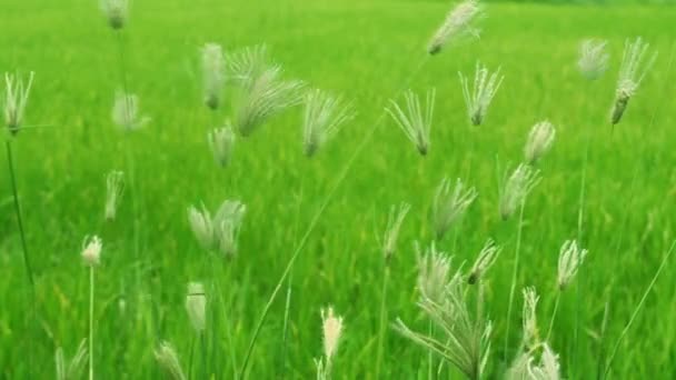 風が吹く草原地帯の草地 — ストック動画