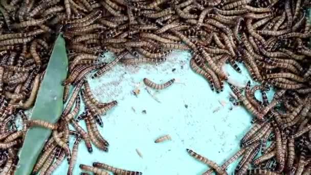 En hög med mealworms — Stockvideo