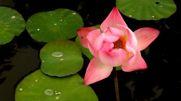 Blooming pink water lily — Stock Video