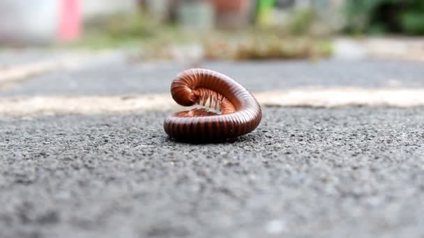 millepede 