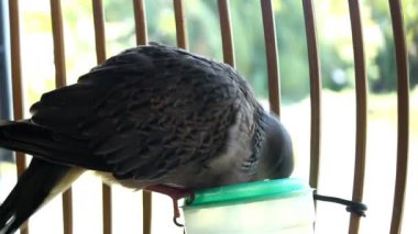 Zebra kumru kafese yeme