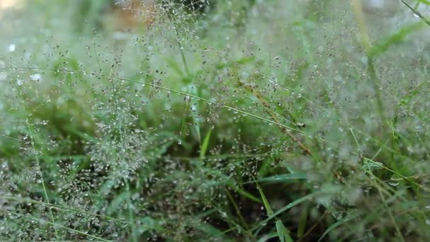 Dew drops on green grass, dolly — Stock Video
