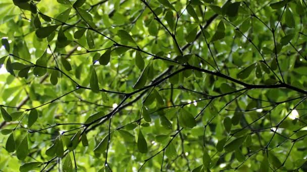 gouttes d'eau sur les feuilles vertes