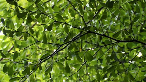 Waterdruppels op groene bladeren — Stockvideo