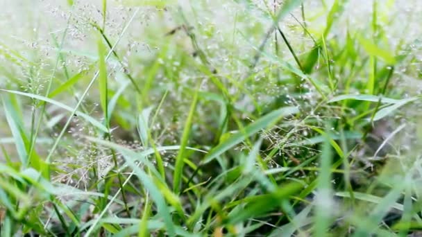 Rocío gotas sobre hierba verde, muñeca — Vídeo de stock