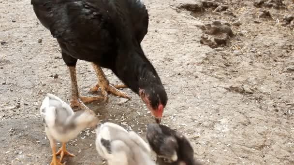 Hens and chicks eating rice — Stock Video