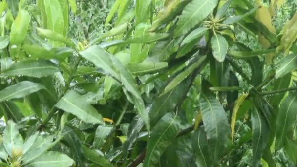 Mango tree in the rain — Stock Video