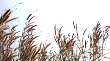 Rüzgar çimen çiçek