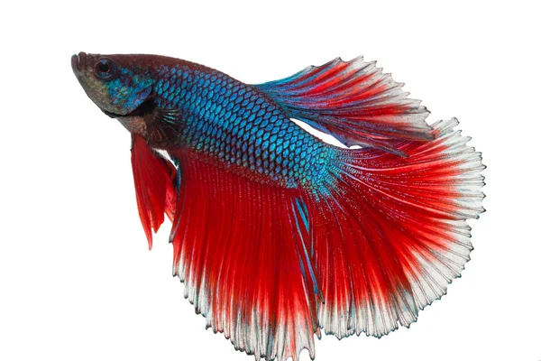 Siyam mücadele balık, betta izole kırpma yoluyla dahil