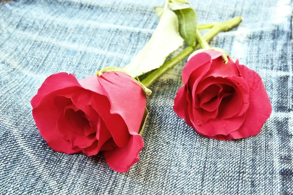 Rose auf Jeans: Liebeskonzept — Stockfoto