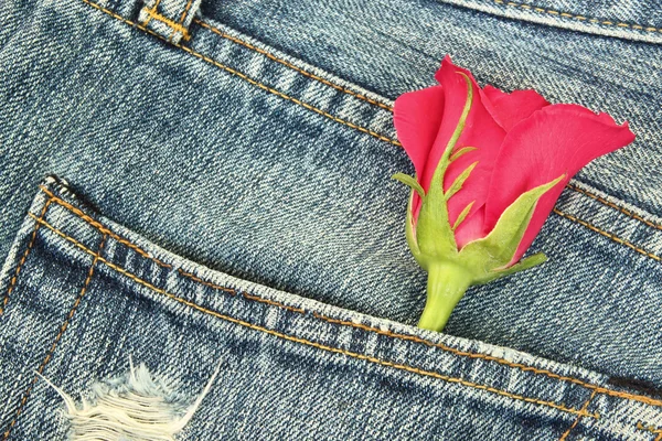 Rose in the jeans pocket — Stock Photo, Image