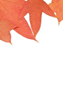 beyaz zemin üzerinde akçaağaç