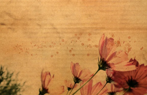 Flower on cardboard — Stock Photo, Image