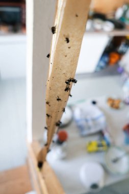 Ölü sinekler yapışkan bantta, sinekler için yapışkan yapışkan sinek kapanı, yapışkan sinek kapanı, böcekler için sıva.