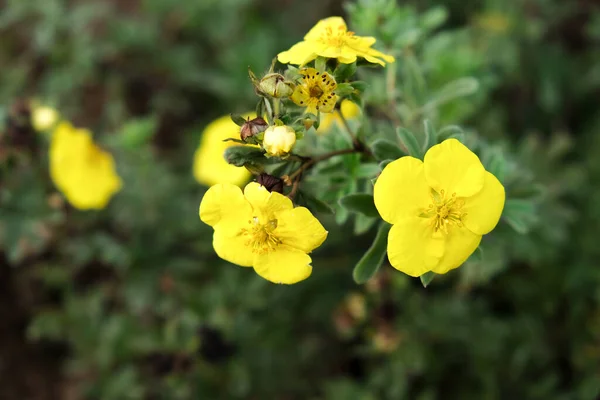 Lovely Delicate Yellow Flowers Shrubby Cinquefoil Close Netural Flower Blooming — Stock Photo, Image