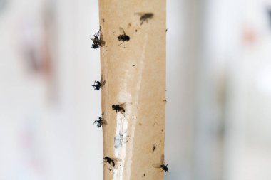 Ölü sinekler yapışkan bantta, sinekler için yapışkan yapışkan sinek kapanı, yapışkan sinek kapanı, böcekler için sıva.