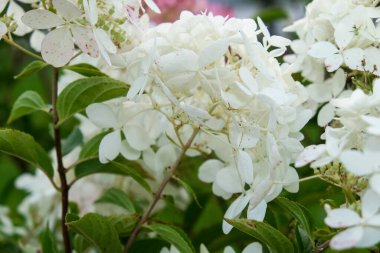 Ortancaların beyaz çiçekleri, bahçedeki hortensiya, dekoratif çalıların güzel çiçekleri..